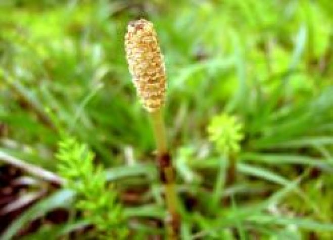 季節のかわり目、感染症から身体を守る智慧