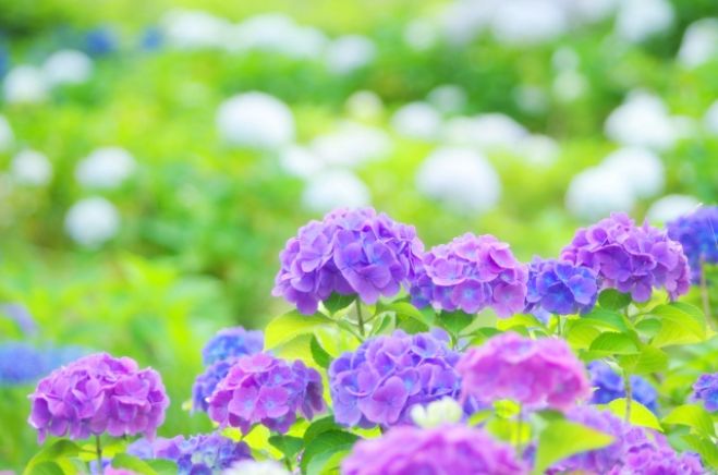 正しい季節の過ごし方~土用編~