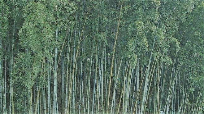 呼吸瞑想 体験会(6) ダイナミック瞑想