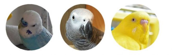 愛鳥塾 親子で作る鳥さん用オモチャ