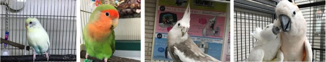 行動への理解とトレーニングのスキルアップのためのワークショップ