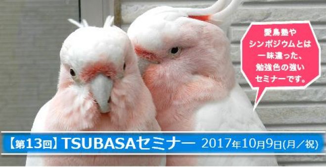 第13回TSUBASAセミナー