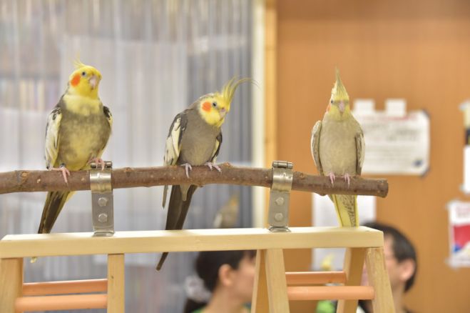 【同鳥会】オカメン舞踏会〜第九幕〜