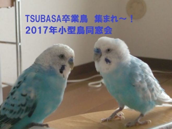 TSUBASA卒業鳥同窓会(小さい鳥さん)