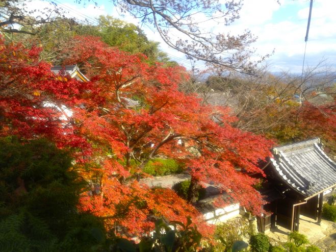 *緑と大地の健康クラス* (山・お寺)
