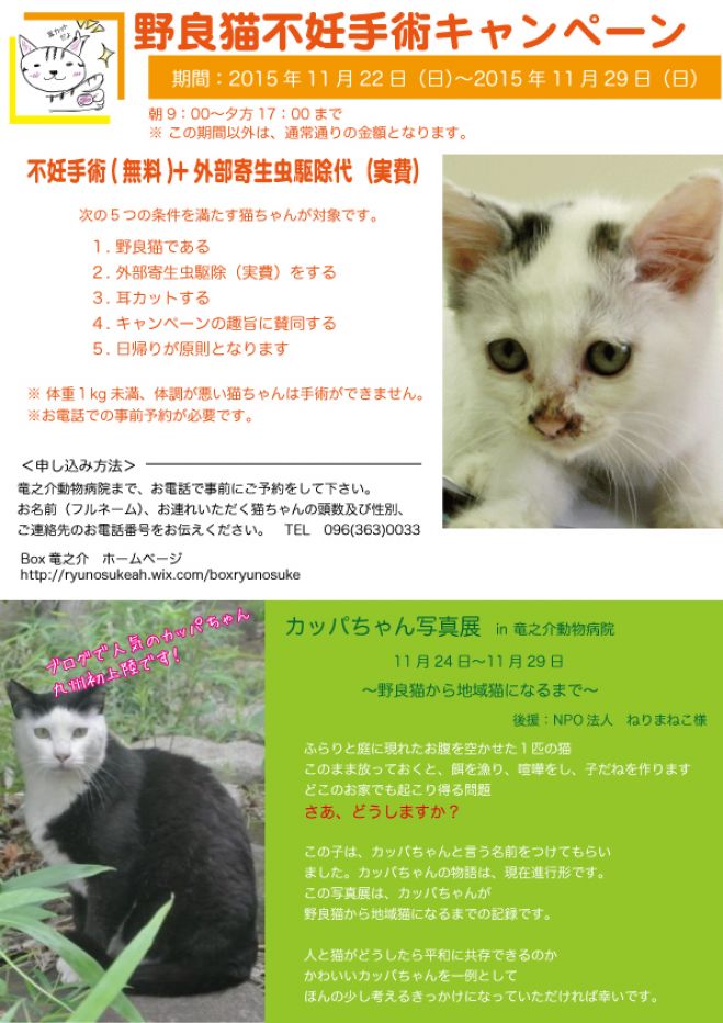 野良猫不妊手術キャンペーン 11月