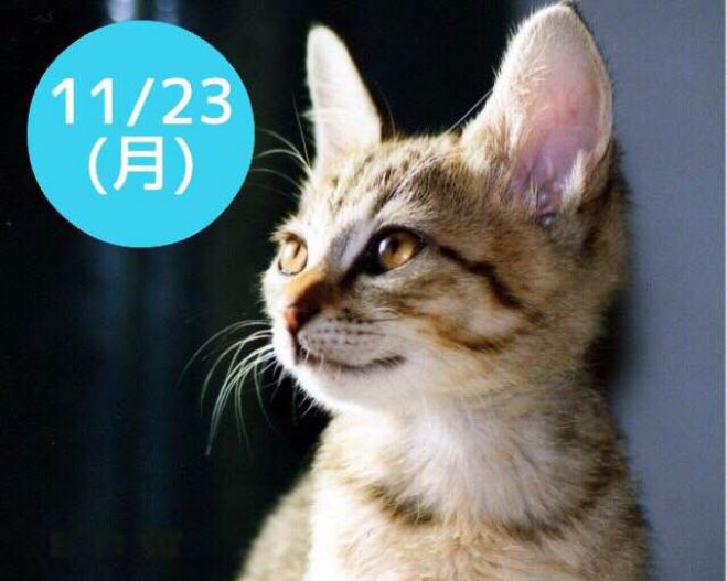 11/23(月祝)【プロジェクト成功のための脳と心のメカニズム】東京