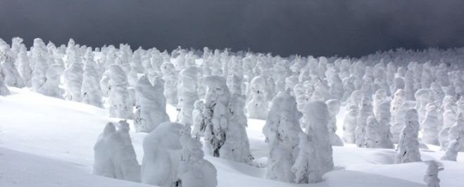 目の前に広がる圧巻の羊の群れ 蔵王のモンスター 樹氷に会いに行こう!