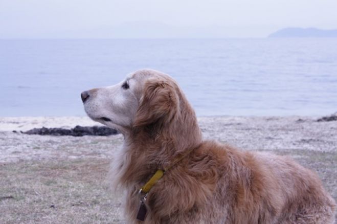 グリーフケアを考える~愛犬とのお別れを考える