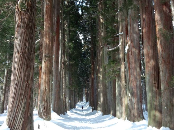 【平日半日ツアー】雪の戸隠神社「奥社」 神の森をスノーシュー散策