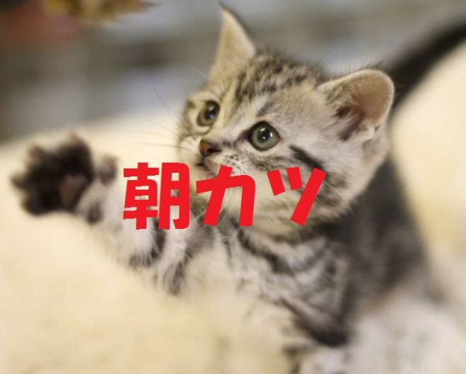 【梅田】悩みを吹き飛ばす!!朝カツ
