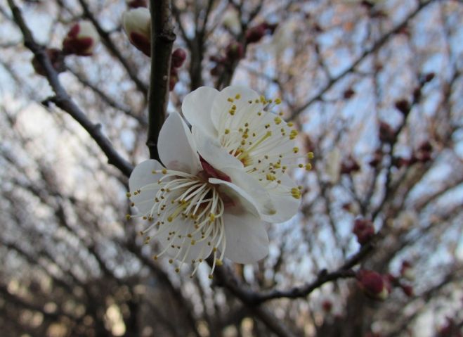 春の息吹を感じる★冬の温かさを味わう☆日曜日の夜をハピネスに過ごすセブメディ