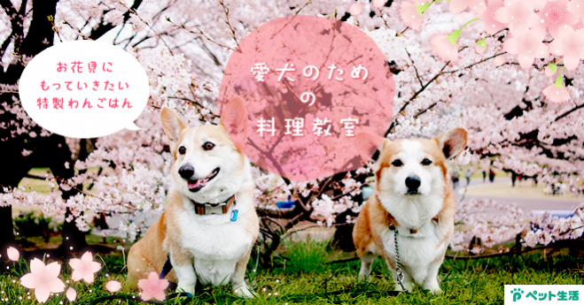 愛犬のための料理教室