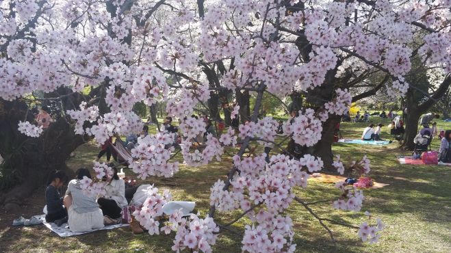 桜サクッ!小石川界隈花ぶらり2016