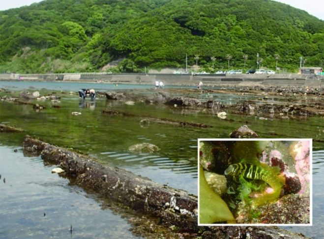 海水魚を飼ってみよう