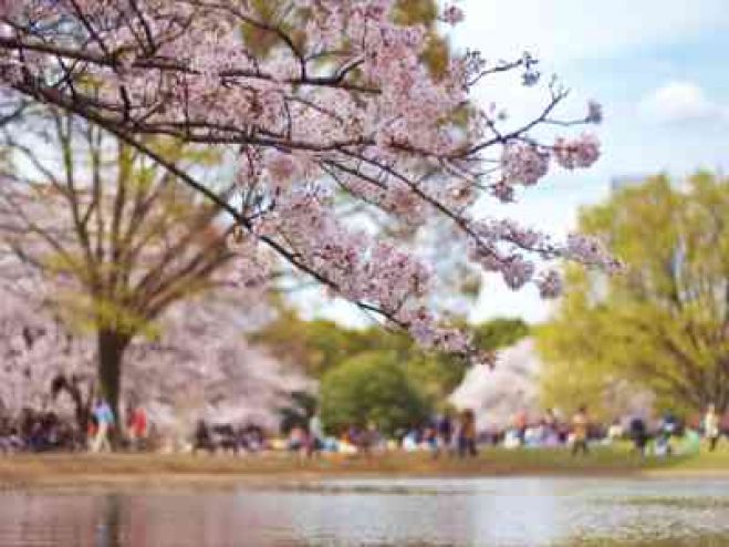 代々木公園お花見2016<参加費:無料>