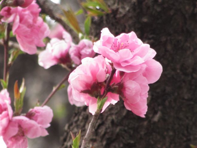 セブメディ(プチお花見やります!)3月20日@練馬光が丘公園