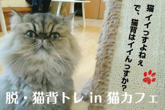 カワイイ猫ちゃんと一緒にトレーニング 脱・猫背トレ in 猫カフェ