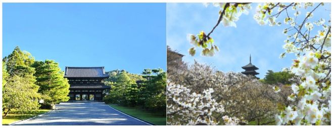 わたしという華を開くために ~世界遺産 京都「仁和寺」での瞑想法講座と御室桜の観賞会~