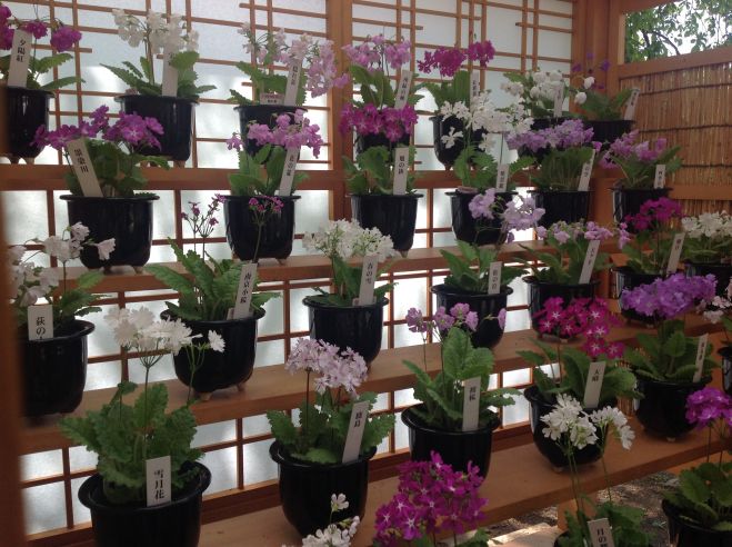 バイオカフェ「サクラソウ〜武士が育てた園芸品種」(「国際植物の日」参加企画)