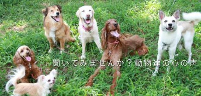 トリマーさんの為のアニマルコミュニケーション入門+体験クラス2016/7/12