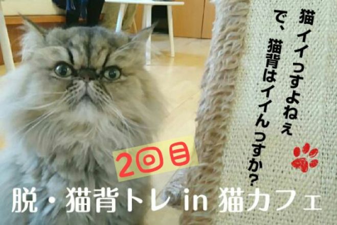 第2回 猫ちゃんと一緒にトレーニング 脱・猫背トレ in 猫カフェ