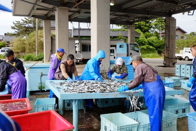 食を楽しむ島暮らし【春編】これがほんとの魚やぞ!ピンピン魚で日本一の朝食!