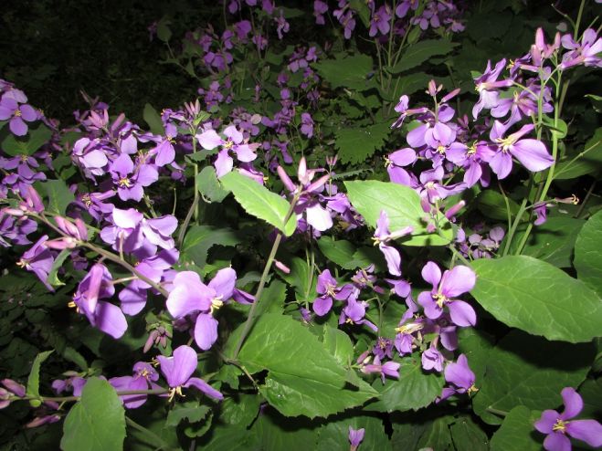 セブメディ51★【人生の花を咲かせよう】第51回@練馬光が丘公園