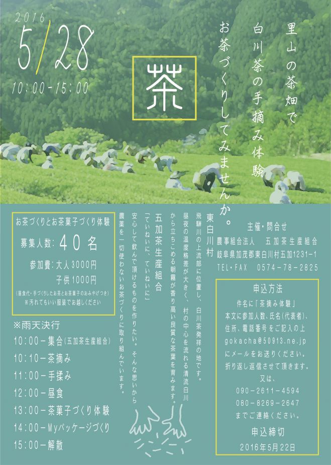 里山の茶畑でお茶づくり体験 東白川村五加茶生産組合