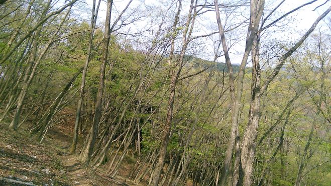 【登山教室】はじめての山小屋泊・日本百名山「雲取山」