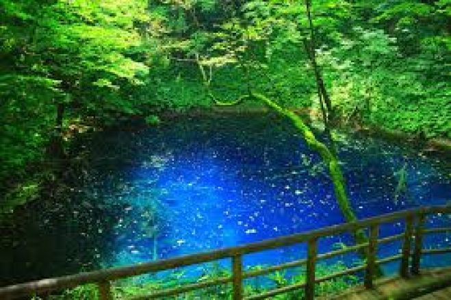 ガイドと行く白神山地 新緑のブナ林と神秘の青池、黄金色の不老ふ死温泉