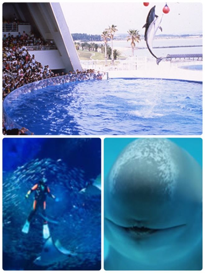 ★水族館ツアー@マリンワールド海の中道