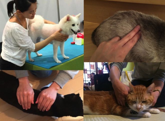 ペットマッサージ入門講座in谷根千~愛犬・愛猫の免疫力UP・健康増進を飼い主さんからプレゼントしよう!〜 コピー