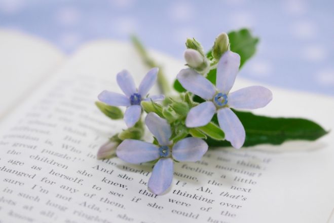 5/28(土)10時~心豊かになる本と人にふれる読書会】 deこころを癒す豊かなひととき♪