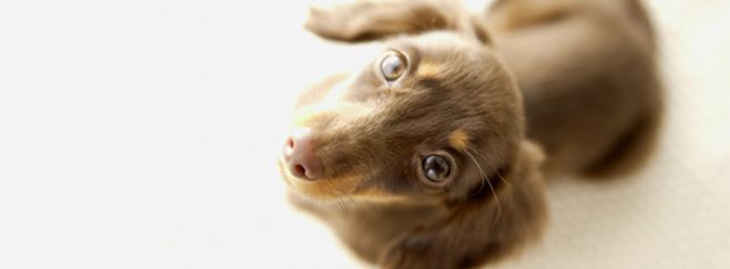 勘違い犬語「愛犬が本当に言いたいこと」