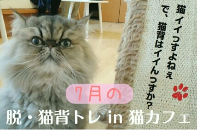 7月の猫ちゃんと一緒にトレーニング 脱・猫背トレ in 猫カフェ
