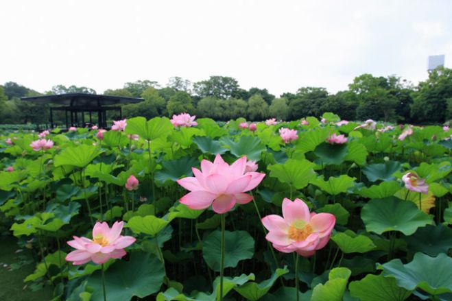 朝活☆万博記念公園 蓮花を見に行こう☆