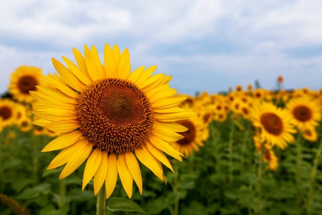 夏の思い出に!!4万本のヒマワリ迷路体験