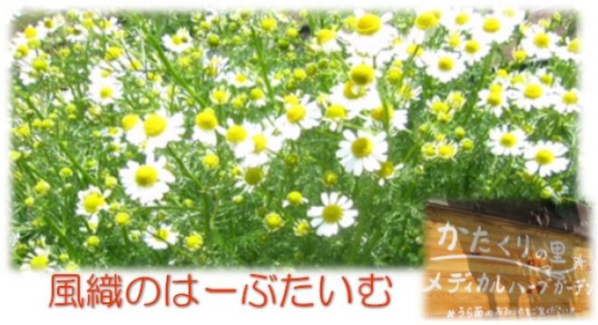 風織のはーぶたいむ