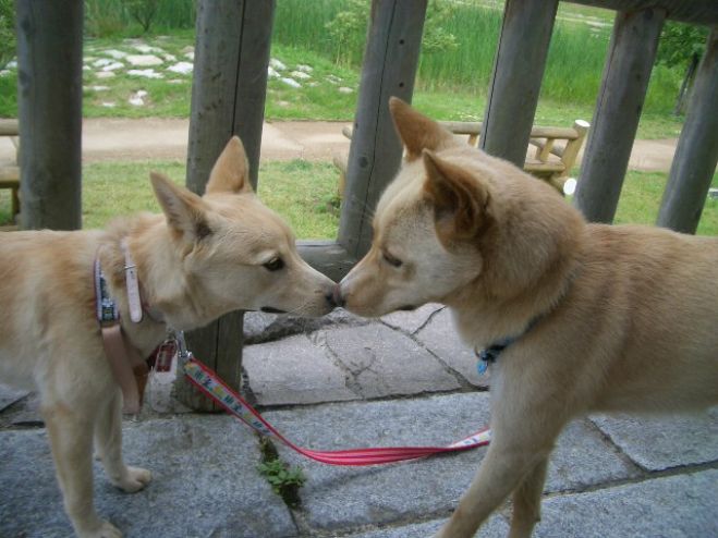 尻尾や表情で犬は語る 仕草でわかる犬の気持ち 西神戸の犬の幼稚園 わんこのサービス Cliff