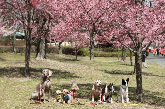 DOG WALK
