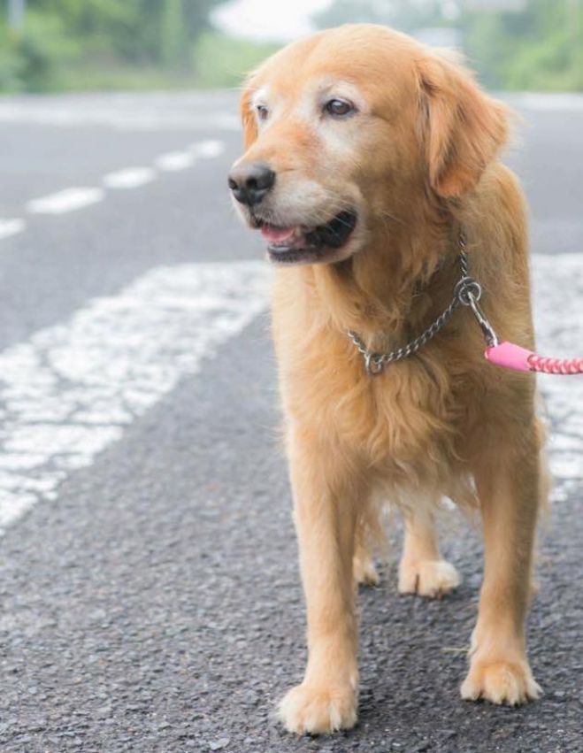 犬の食事療法セミナーat高松テルサ