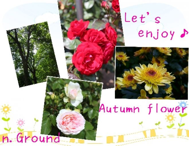 菊、バラ、さまざまな様式の庭園~世界を回るようにお花を楽しみませんか?