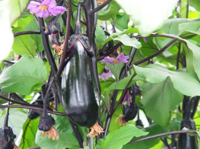 シニア野菜ソムリエと食・農の魅力を再発見!in江別