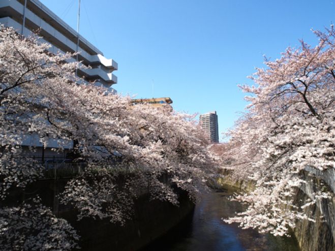 早稲田大学校友会 2000年代年次稲門会 合同花見会2017