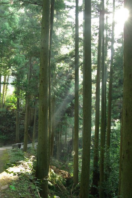 【朝活】会社員のためのマインドフルネス瞑想
