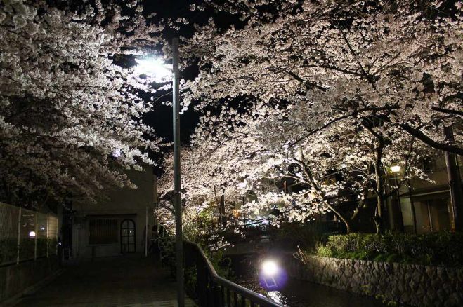 夜桜トリエ2017in京都
