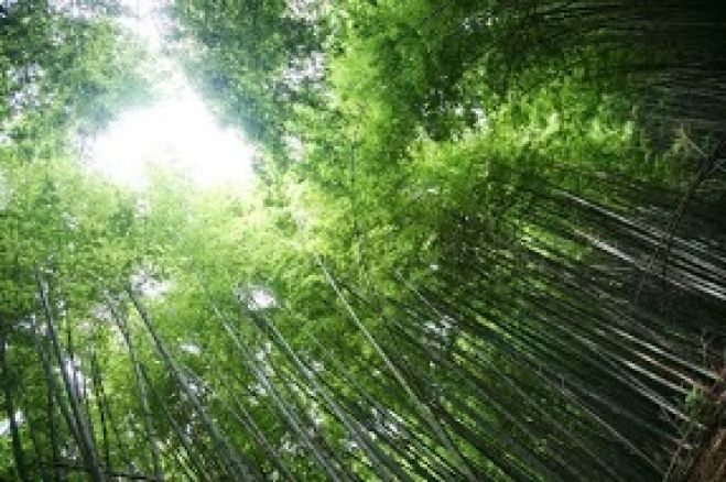 西嶋先生の竹紙のお話&竹紙づくり体験