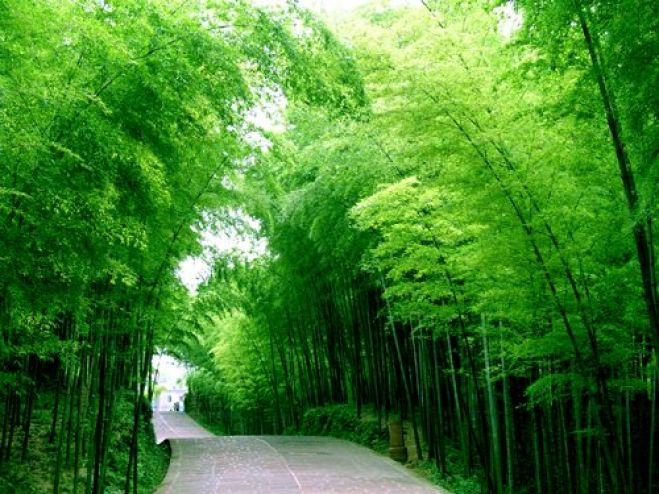山は宝だ!竹林整備プロジェクト