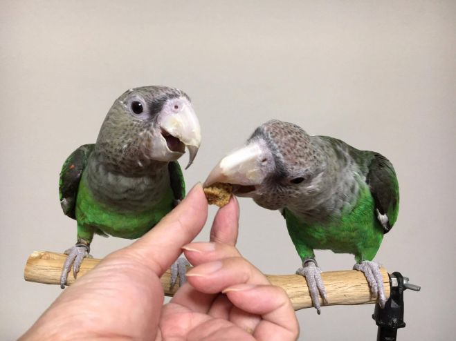 愛鳥との暮らしにとても大切な 「ご褒美」作りワークショップ